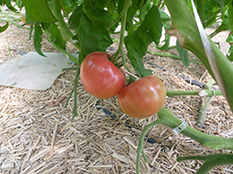 収穫を待つ石井さんのトマト