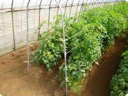 低段密植で栽培されているトマト