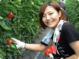 トマトの収穫作業を体験する店舗スタッフ